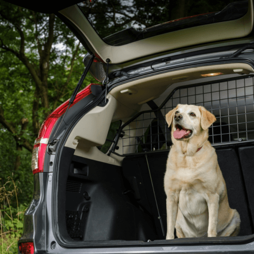 Travall Guard Hundegitter Einbauen Wie Geht Das Travall Blog