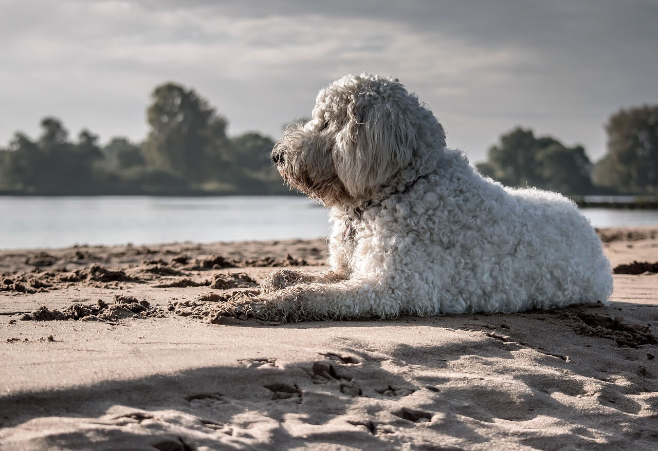 Genaugenommen gibt es in St. Peter-Ording nicht „einen“ Hundestrand, sondern fünf verschiedene Badestellen auf der Sandbank, auf denen Hunde erlaubt sind. Der flache Sandstrand bietet Verpflegungsmöglichkeiten, Strandkörbe und einen Parkplatz sowie eine Tierarztpraxis ganz in der Nähe.