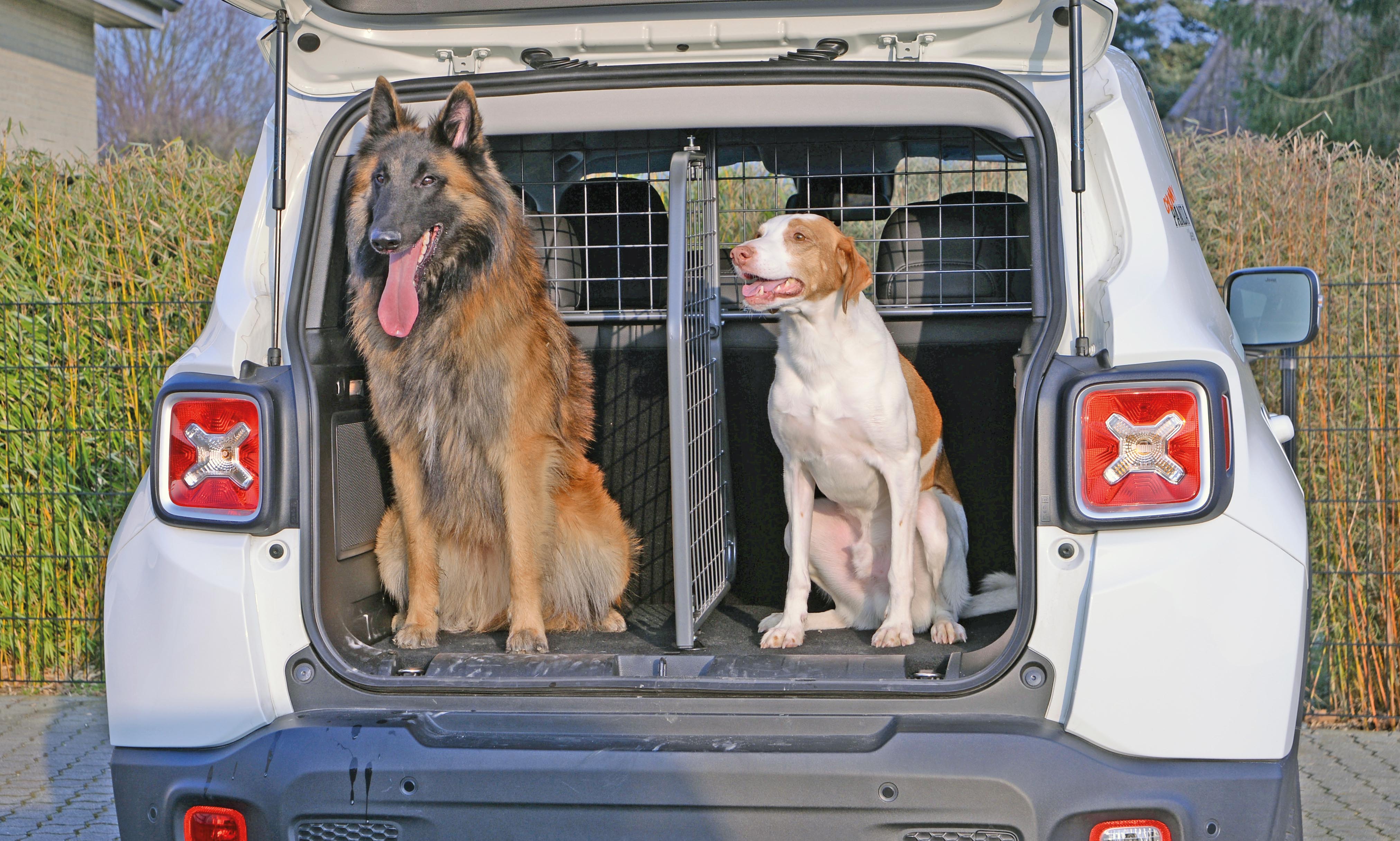 Hat man seine Hunde ans Autofahren gewöhnt hat, kann man sie mit einem Hundegitter im Kofferraum unterbringen.