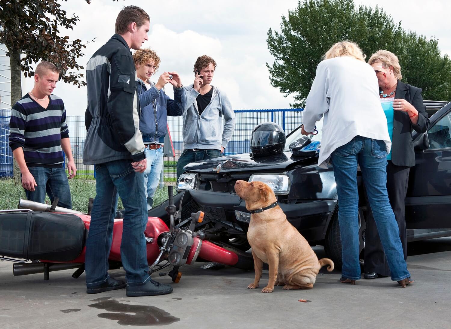 Hunde Auto Fußmatten / Hunde Auto Matten / Hunde vorne Auto