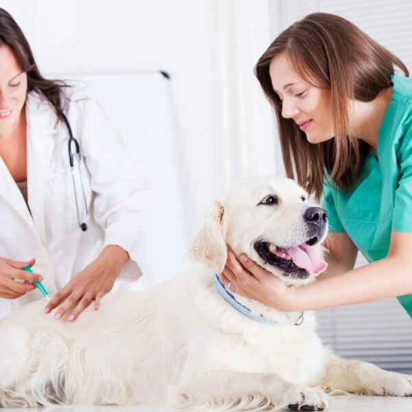 Reiseimpfschutz für den Hund Travall Blog Deutschland