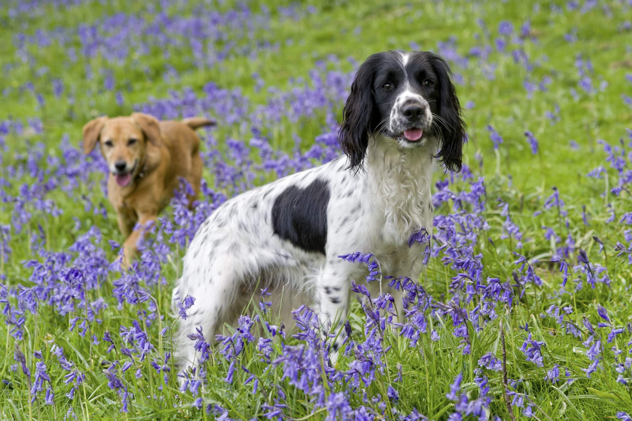Welche Pflanzen sind für Hunde giftig? Eine umfangreiche Liste