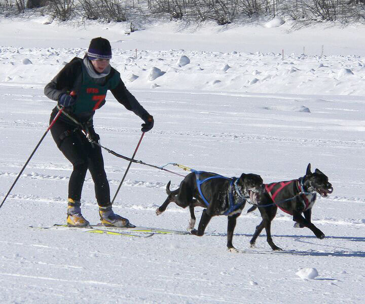 Habt ihr schon mal etwas von Skijöring gehört? Dieser Wintersport kommt aus Skandinavien und ist nur für größere, zieh- und lauffreudige Vierbeiner sowie für Menschen mit einem guten Gleichgewichtssinn geeignet.