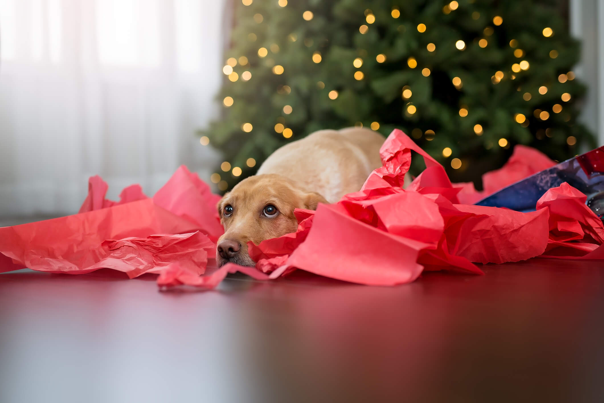 Verbringt ihr Weihnachten mit euren Hunden und Katzen? Dann verwöhnt sie mit kleinen Geschenken - schließlich sollen sie an den Feiertagen nicht lehr ausgehen. Frohes Fest!