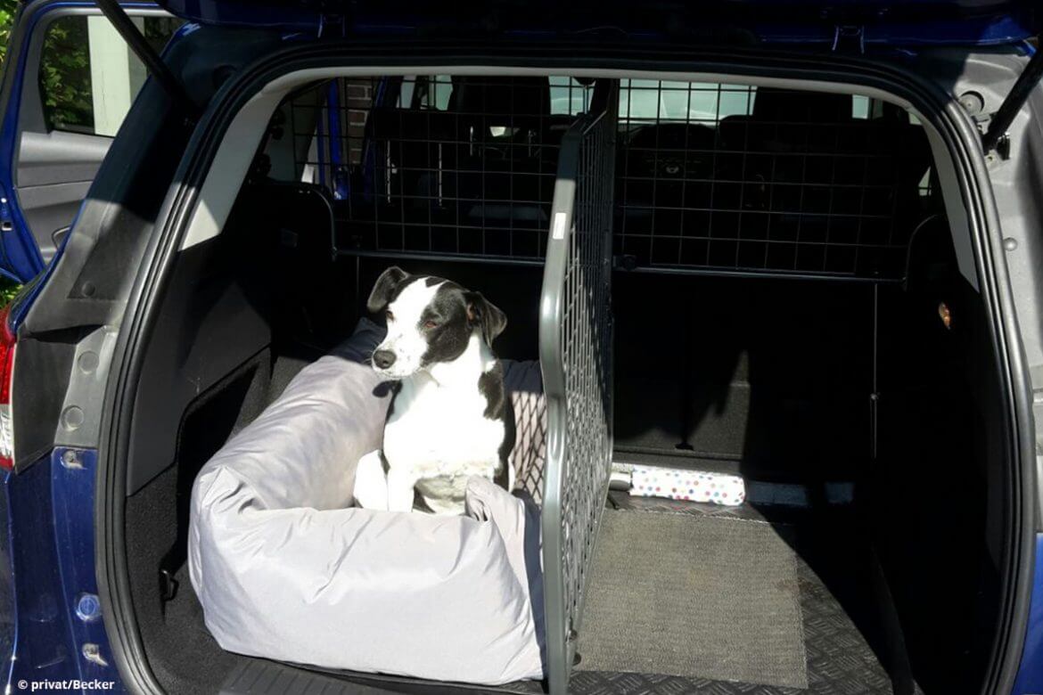 Praxistest: Hundegitter Set für das Auto von Travall