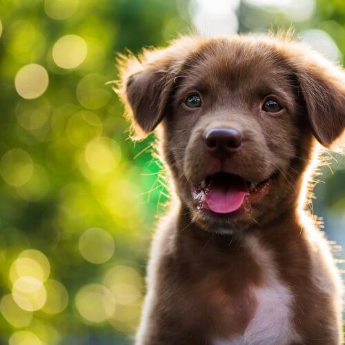 Wenn der Hund Heuschnupfen hat Antworten auf die wichtigsten Fragen