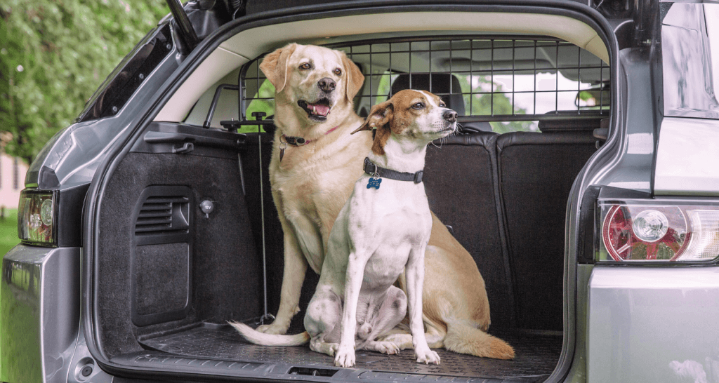 5 Tipps für lange Autofahrten mit Hund