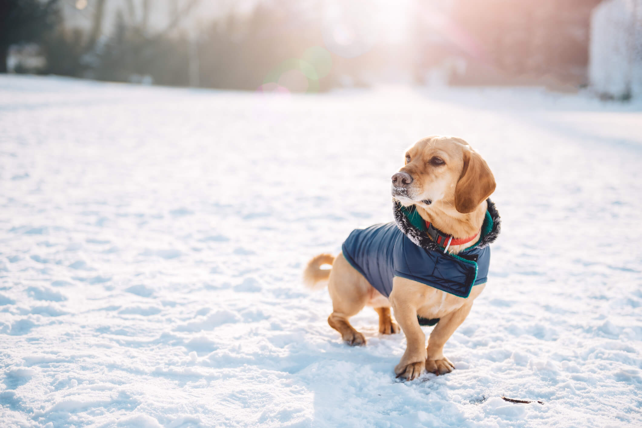 Ein kleiner Hund, der im Schnee spielt, sollte einen Hundemantel mit Bauchschutz tragen. Mit diesem Mäntelchen bleibt das Fell am Bauch trocken und kühlt nicht so schnell aus. © iStock.com