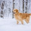 Ratgeber für Hunde im Winter