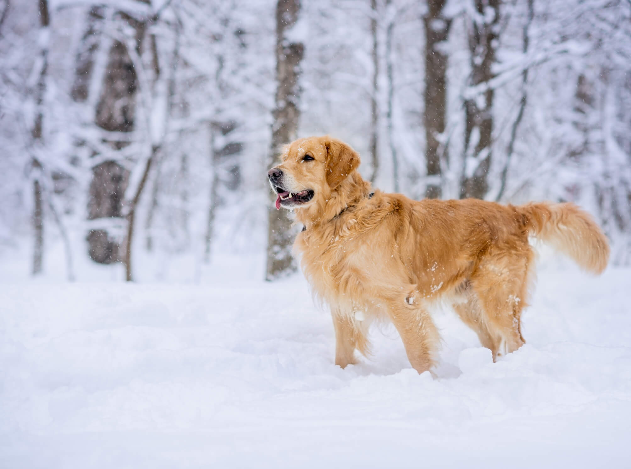 Ratgeber für Hunde im Winter - Travall Blog Deutschland