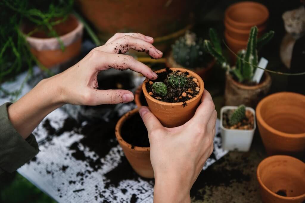 Eine Frau pflanzt kleine Kakteen in Tontöpfe statt Plastik, denn sie will nachhaltiger gärtnern und möglichst nur natürliche Materialien verwenden.