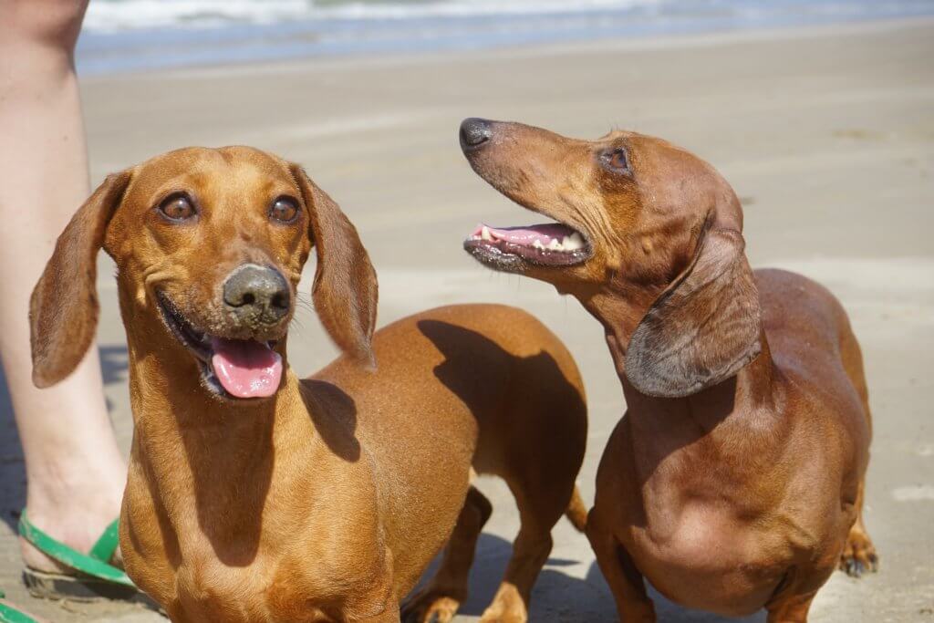 Zwei Dackel im Sandl - an Hundestränden können sich Groß und Klein austoben und im Sand spielen. Die meisten Vierbeiner gehen außerdem gern ins Wasser.