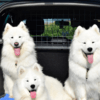 Experteninterview: Hunde ans Autofahren gewöhnen