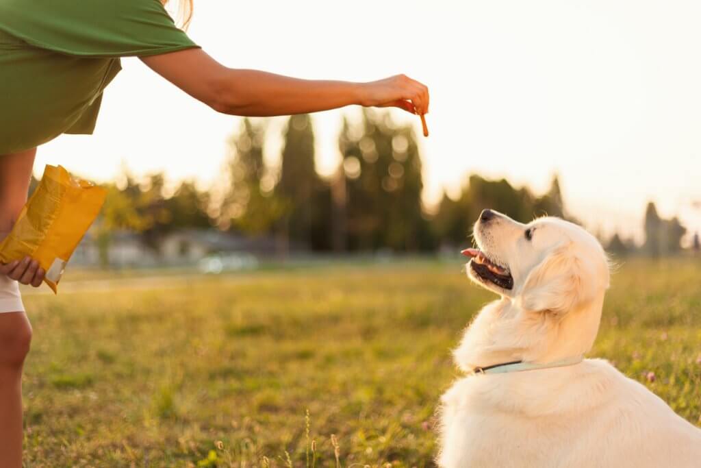 Der Hund kann selbstverständlich auch Leckerlis bekommen, zum Beispiel als Belohnung während des Trainings. Er wird sich über geeignete Leckereien besonders freuen. Hundeschokolade ist allerdings nicht zu empfehlen, da sie immer noch geringe Mengen Theobromin und Koffein enthält.