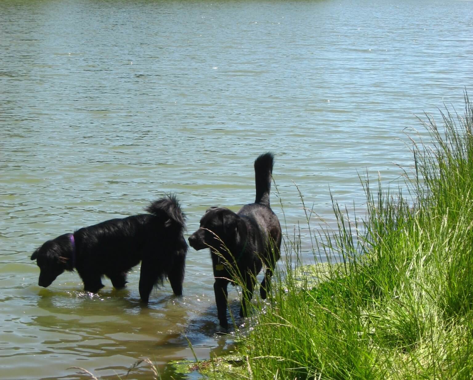 Reiseimpfschutz für Hunde Travall Blog Website