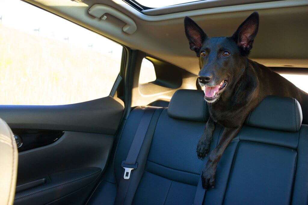 Wenn der Hund im Auto nicht gesichert ist, klettert er über die Sitze nach vorn und macht die Lederpolster schmutzig. Den Auto-Innenraum reinigen kann allerdings zeitaufwändig sein und man sollte besser vorbeugen. Mit einem Hundegitter von Travall wird der Hund zuverlässig im Kofferraum gehalten. So spart man Zeit und Mühe bei der Autoreinigung.