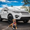 Die besten Autos für Hundebesitzer: Land Rover Discovery Sport