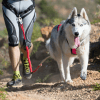 Canicross: Ausrüstung und Vorteile für Mensch und Hund