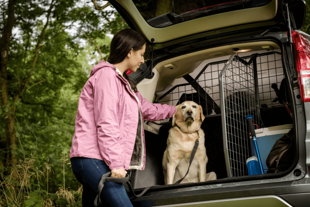Nach dem Canicross fahren Hund und Mensch im Auto nach Hause. Der Hund wird im Kofferraum transportiert. Er ist durch ein Hundegitter und einen passenden Laderaumteiler von Travall geschichert. 