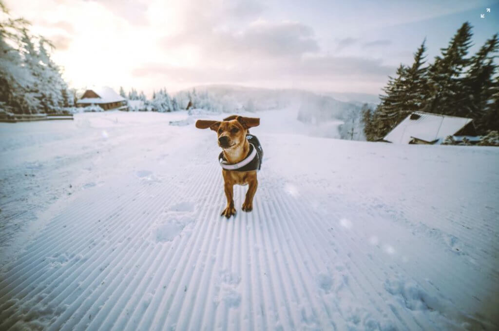 Wenn es im Winter kalt ist, kann ein kleiner Hund mit kurzem Fell durchaus von einem Hundemantel profitieren. 