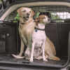 Dogge, Bernhardiner, Rottweiler und Co.: einen großen Hund im Auto
