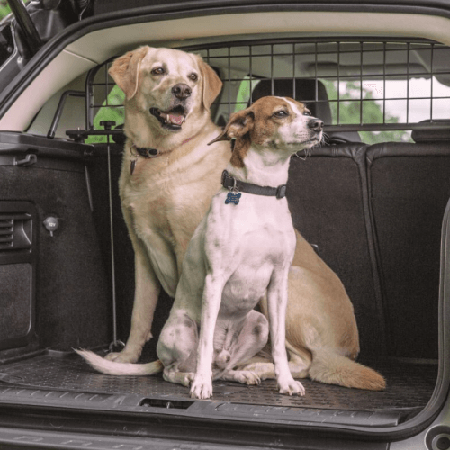 Ist ein Hundegitter Pflicht, wenn man einen Hund im Auto mitnimmt