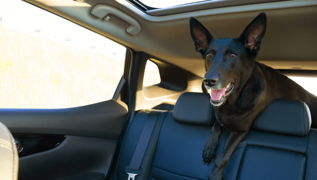 Wenn der Hund im Auto transportiert wird, muss er gesichert werden. Ein Hund, der über die Sitze klettert, ist nicht erlaubt. © iStock.com