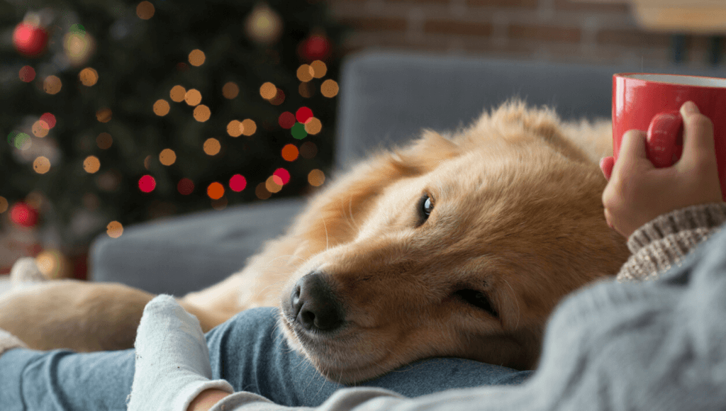 Viele unserer Weihnachtsgeschenke Ideen für Hunde lassen sich ganz einfach umsetzen und machen Hundebesitzer sehr glücklich. Und nach der Bescherung kuscheln Hund und Frauchen gemütlich auf dem Sofa. © iStock.com