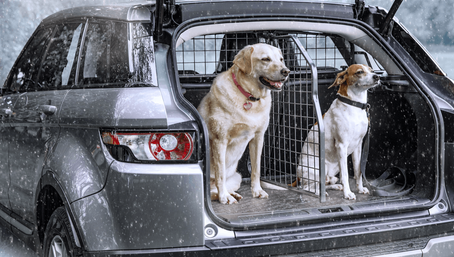 Hunde freuen sich darüber, Winteraktivitäten mit ihrer Familie zu unternehmen. Wer einen Winterausflug mit dem Auto plant, kann seine Hunde mit einem maßgeschneiderten Hundegitter von Travall perfekt sichern. © Travall