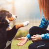 Hundetraining: 5 Tipps, die jeder kennen sollte