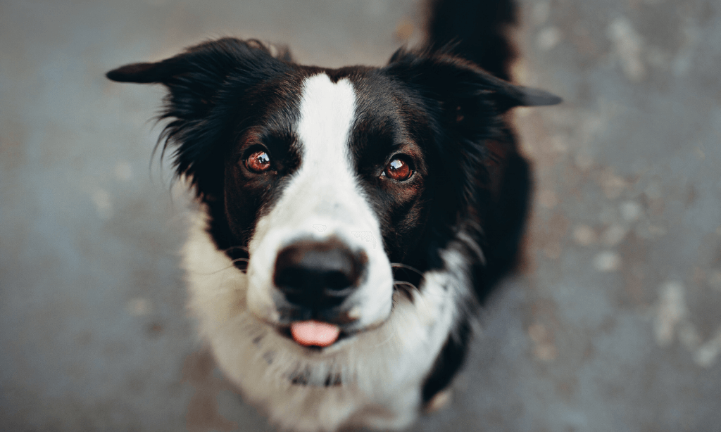 Das Hundetraining kann nur dann erfolgreich sein, wenn uns der Hund seine ungeteilte Aufmerksamkeit schenkt und nicht durch die Umgebung abgelenkt wird. © Pexels.com