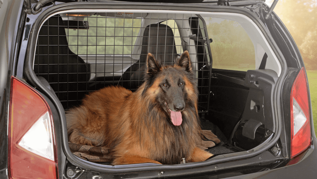 Wer ein neues Auto im Mini-Fahrzeugsegment sucht, dem empfehlen wir den VW up!. Dieser Kleinstwagen bietet trotzdem genug Platz für einen großen Schäferhund, wenn man ein Travall Hundegitter hinter den Vordersitzen verbaut. © Travall