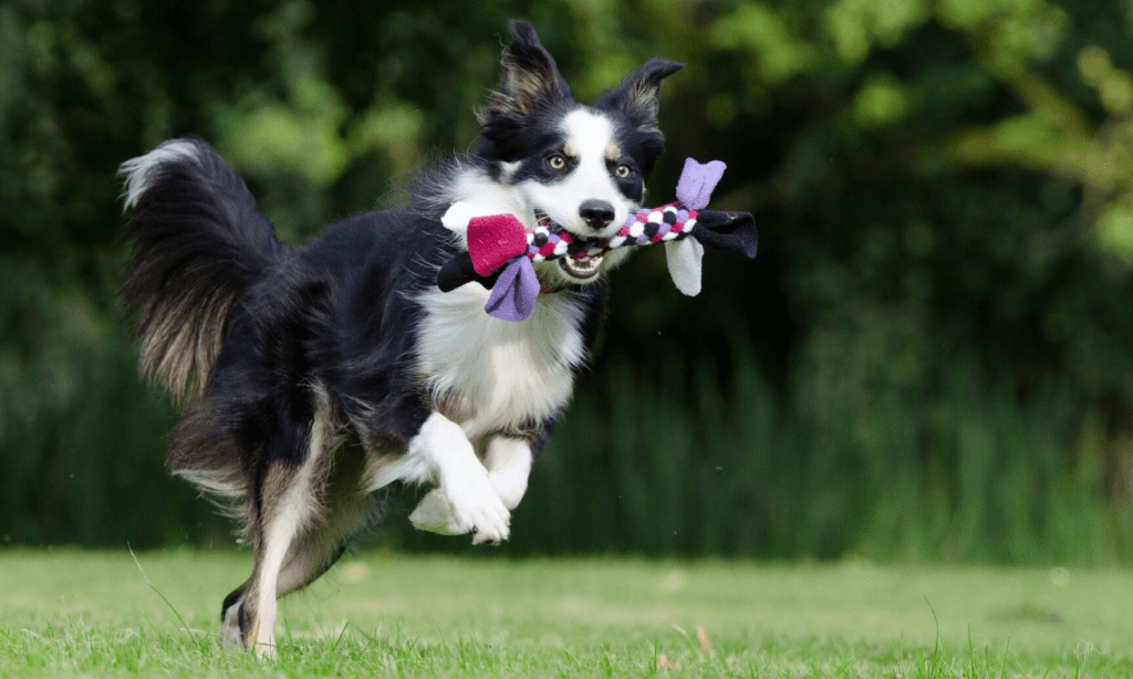 Nach dem Hundetraining darf der Hund mit seinem Lieblingsspielzeug spielen und sich dabei so richtig austoben. © Pixabay.com