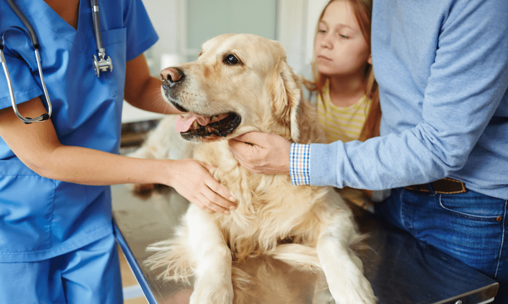 Wenn ein Hund Symptome von Heuschnupfen bekommt, sollte man zum Tierarzt gehen und abklären, welche Behandlung infrage kommt. © iStock.com