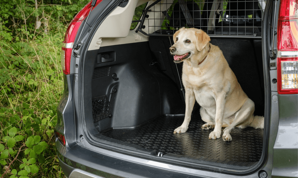 Ein Hund wird im Honda CR-V Kofferraum transportiert. Der Bodenbelag des Autos wird durch eine Travall CargoMat Terrain Edition Kofferraumwanne vor Tierhaaren und schmutzigen Hundepfoten geschützt. © Travall
