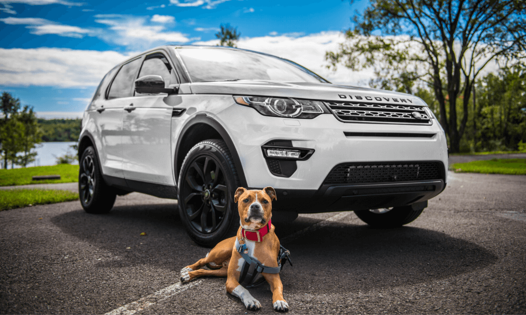 Als Hundeauto ist der Nachfolger des Land Rover Freelanders durchaus beliebt. © © Pixabay.com
