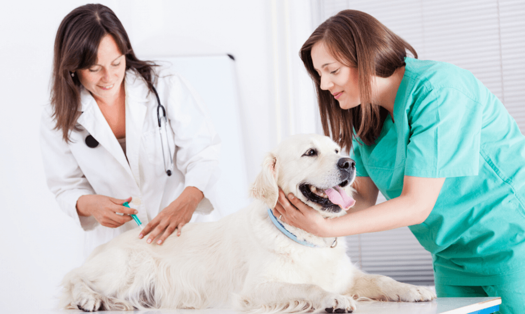Die Tierärztin impft den Hund gegen Babesiose und Ehrlichiose. Diese Krankheiten können durch einen Zeckenbiss auf den Hund übertragen werden. © iStock.com