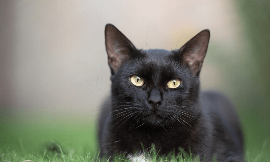 Schwarze Katzen in Tierheimen finden nicht so schnell ein Zuhause, denn angeblich bringen sie Pech. © Pixabay.com