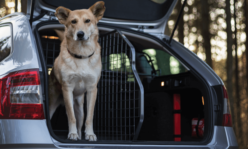 Ist das Auto mit Zubehör von travall ausgestattet, bekommt der Hund seinen eigenen Reisebereich im Heck, in dem er sicher und zufrieden ist. © Travall
