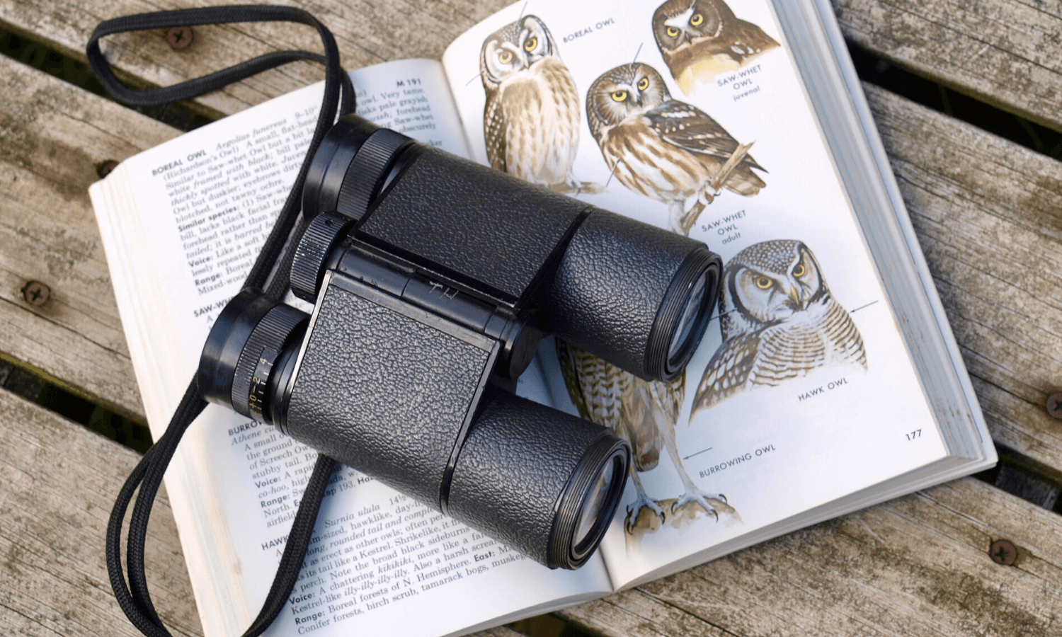 Ein Vogelbestimmungsbuch, ein Fernglas und ein Notizbuch werden zur Vogelbeobachtung benötigt. © Unsplash.com