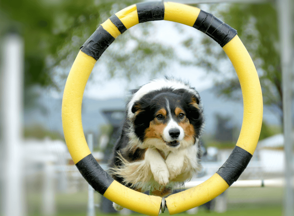 Während der Corona-Krise kann man den Hund beschäftigen, indem man im Garten einen Agility-Kurs baut. © Unsplash.com