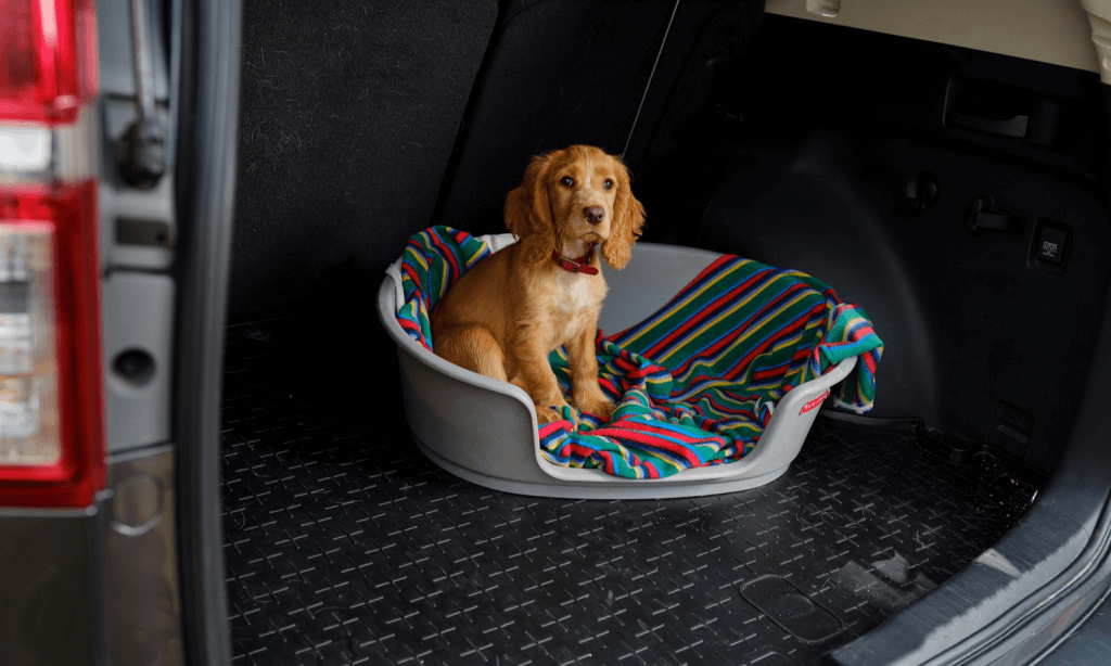Die Travall CargoMat Kofferraumwanne ist für Welpen ideal, denn sie hat einer rutschfeste Oberfläche. Das ist bequemer für Hunde als eine Plastikwanne. © Travall