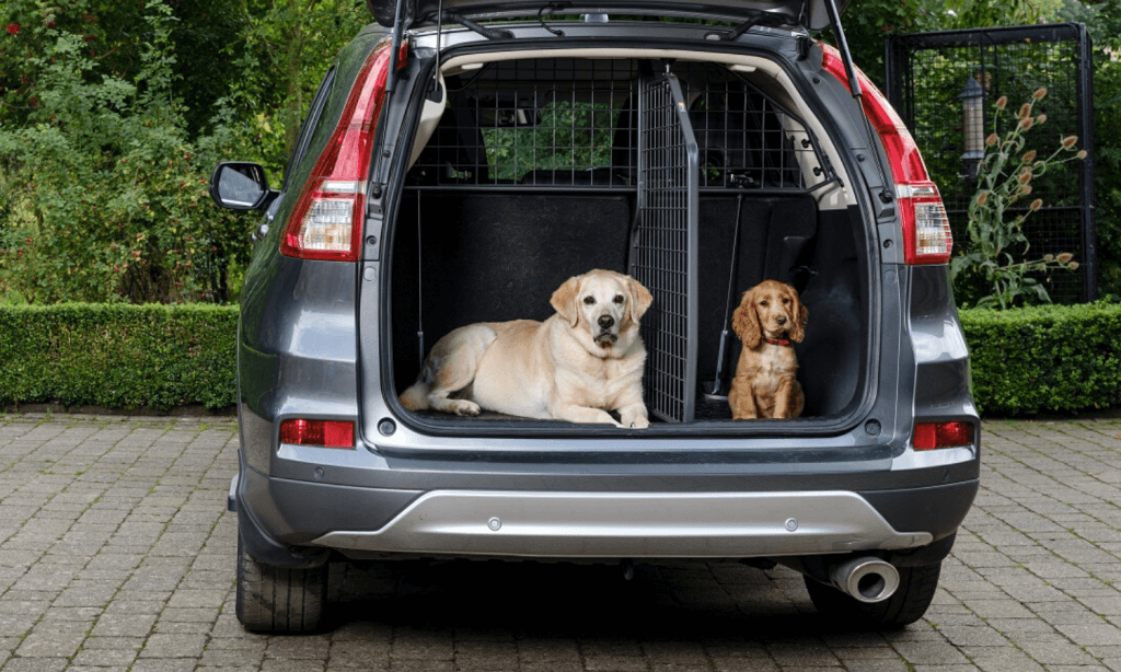Wir der Kofferraum mit einem Travall Divider Laderaumteiler in zwei Bereiche geteilt, haben sowohl Welpen als auch ältere Hunde genug Platz im Heck. © Travall