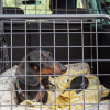 Hunde im Auto sichern: 7 Vorteile eines modularen Transportsystems