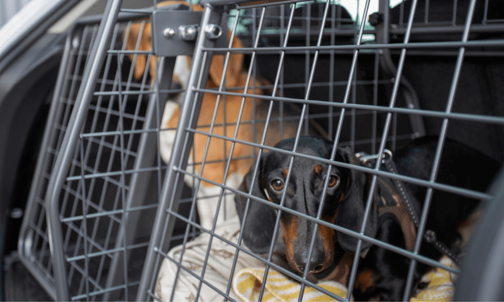 Die Vorteile eines Hundegitters im SEAT Tarraco - Travall Blog