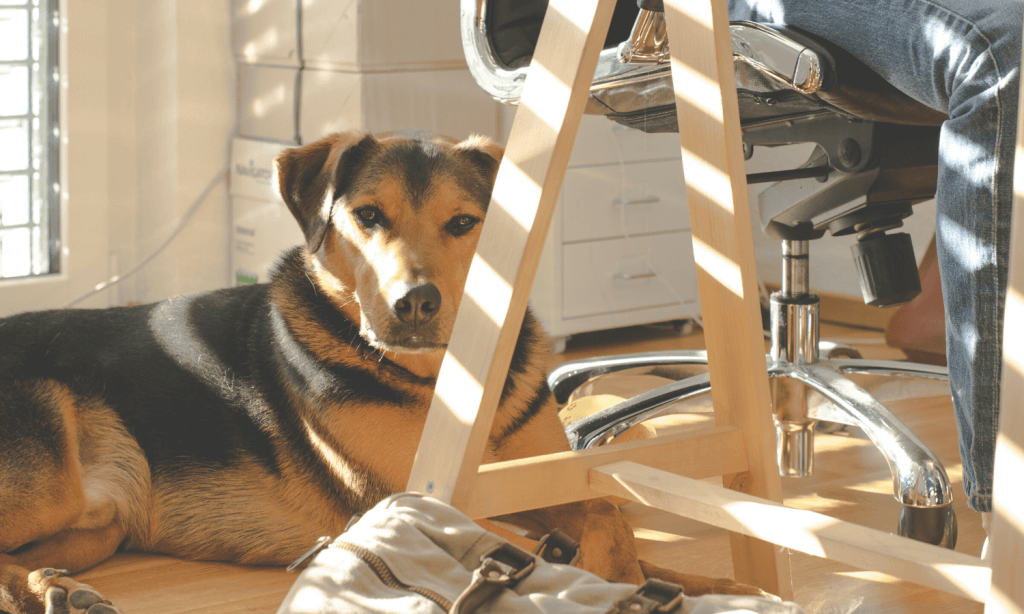 Ein Bürohund unterm Schreibtisch - das wünscht sich so mancher Hundehalter auch für die eigene Firma. © Pexels.com