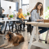 Bürohund statt wieder allein: Hunde nach der Corona-Krise