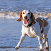 Badespaß mit Hund: Tipps und Zubehör für den Hundestrand