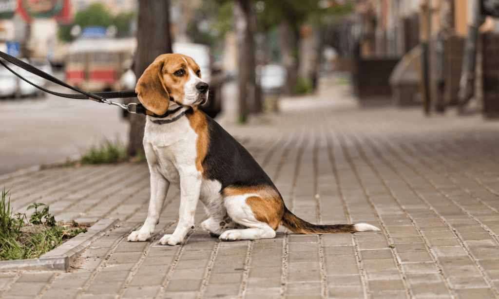 Ein Hund, der vor dem Supermarkt angebunden wird und wartet, kann leicht zum Opfer von Hundediebstahl werden. © iStock.com