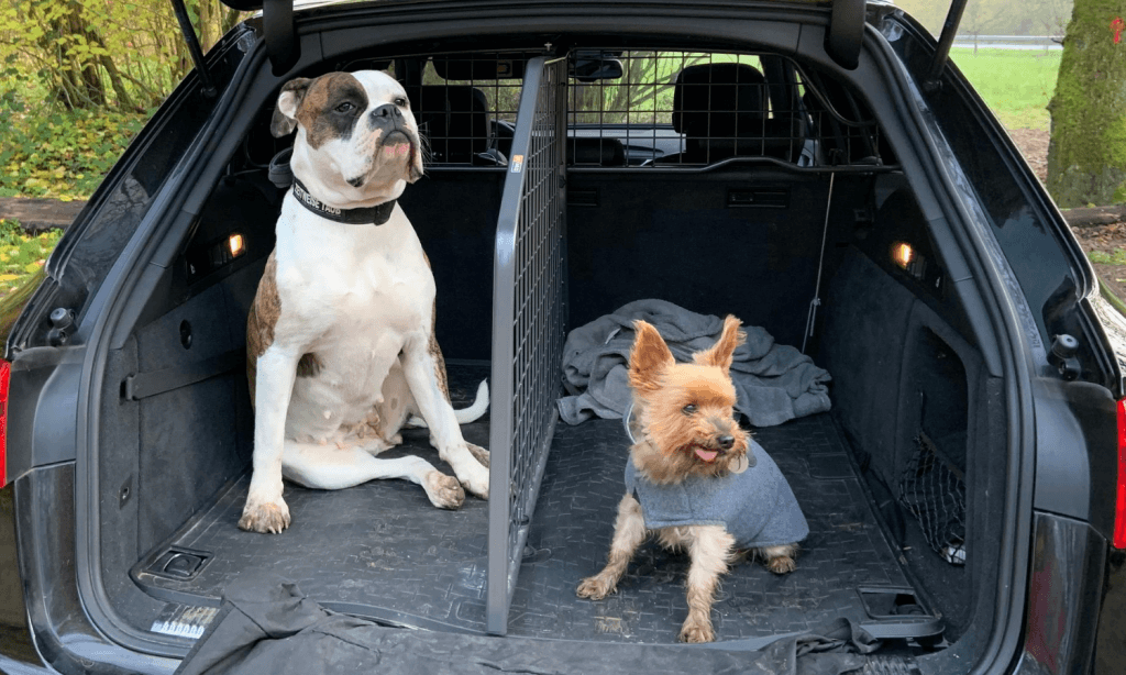 Kommt ein Zweithund in die Familie, kann man das Auto mit einem Travall Divider Kofferraumteiler ausstatten. Das Trenngitter in Längsrichtung sorgt dafür, dass beide Hunde genug Platz im Heck haben. © Travall